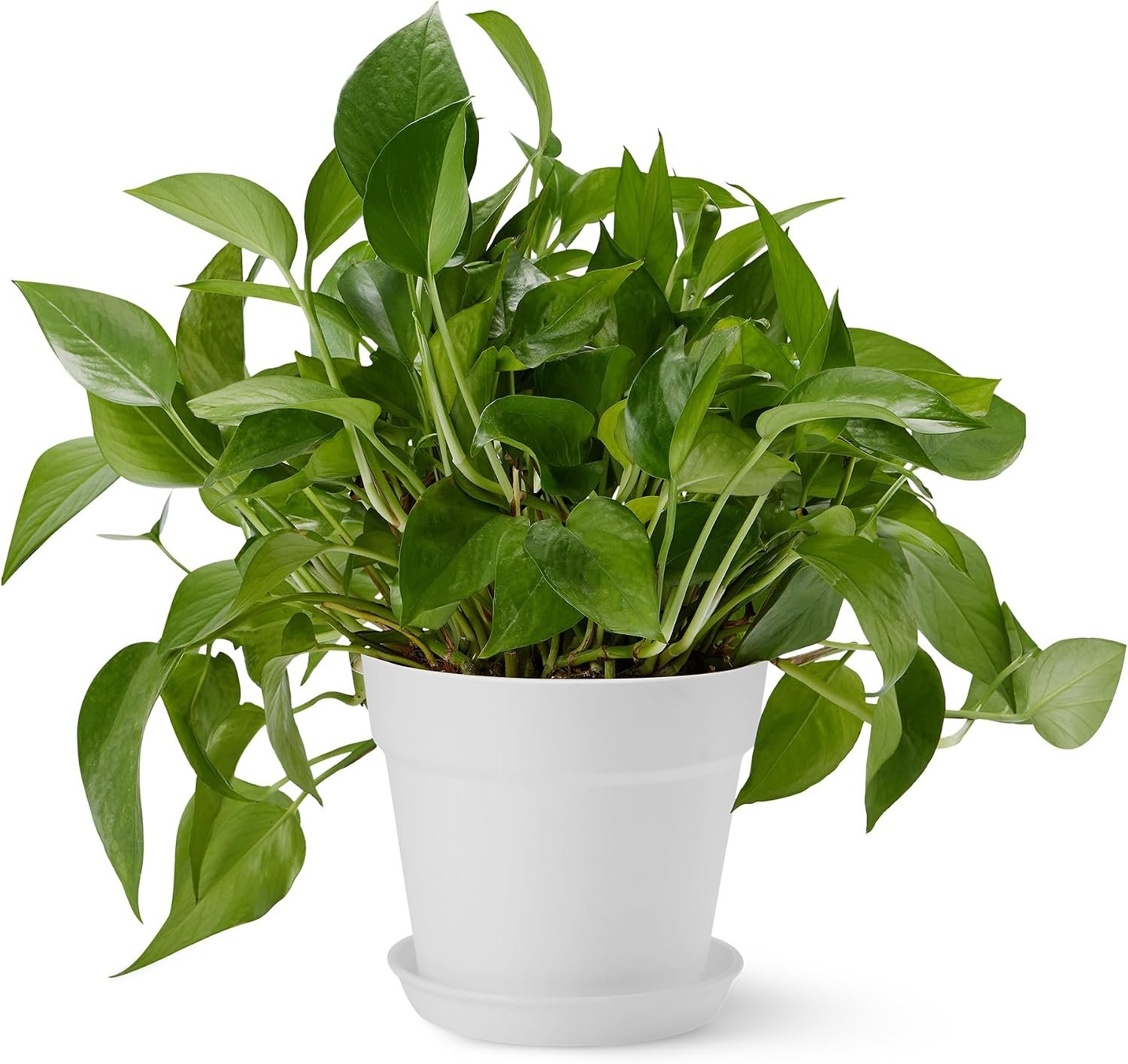 Amazon Basics Plastic Planters